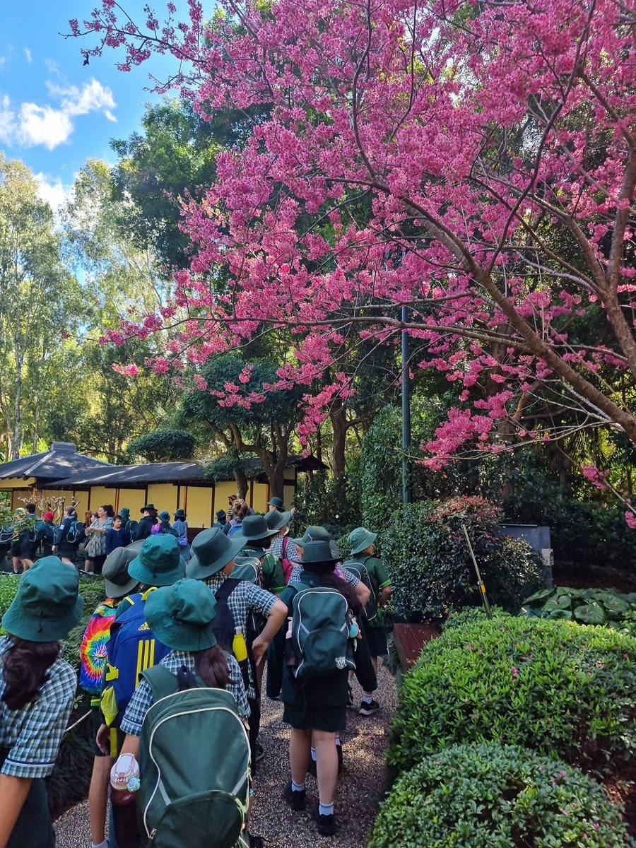 Group of students in school uniforms walking along a garden path under a tree with bright pink blossoms.